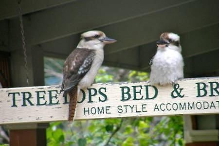 Blackburn Treetops Bed & Breakfast المظهر الخارجي الصورة